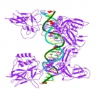 Human RelA (p65) NF-kappa B (NF-kB, Nuclear Factor-kappa B) ELISA Assay Kit (Part No. NFKB-ELISA(h))